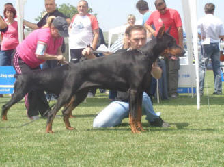 Aria Dobermans Tahi-Reme Gandalf